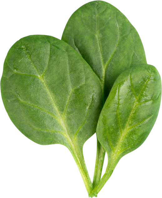 Three Young Spinach Leaves - Isolated