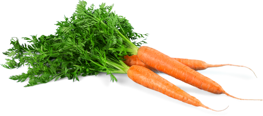 Three Fresh Carrots 